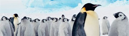 penguins